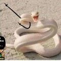 escritora :D