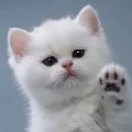 mican