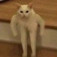 หมี