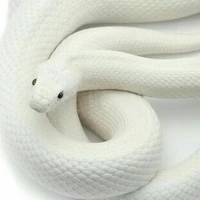 ทิกค์(งูพันธุ์slaty grey)