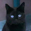 Shadow