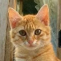 Ginger