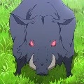 Boar