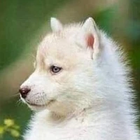 White (baby form)