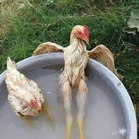 creadora
