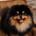 yeontan