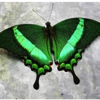 greenery(god of nature/Mc pet)