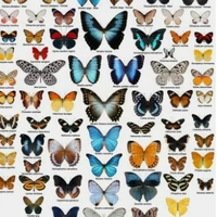 all butterfly(Mc pet)