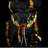 Suyu(cobra)