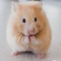 hamster
