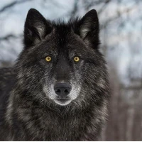Light (Hayley wolf form)