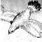 burung eren