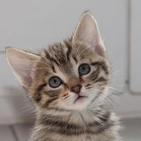 คูก้า(เเมวน.ก)