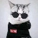 My Puss