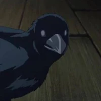 Corvo do tomioka