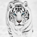 kai( tiger)