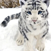 Snowy