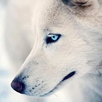 Yoongi/Alpha wolf