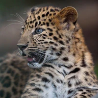 Leopard/Namjoon