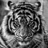 Luca/King Of Tiger
