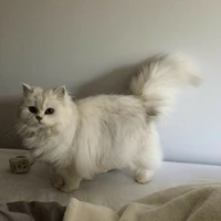 Kitty