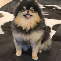 Tannie