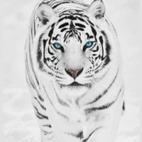 white tiger... {snow}