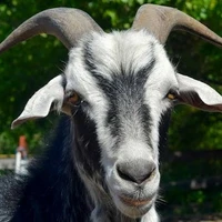 Kambing