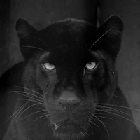 Chase /Black panther