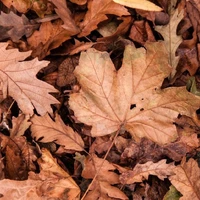 Dry leaf