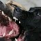 Los 2 perros del compadre