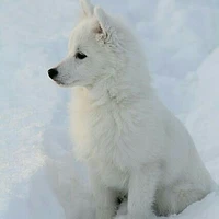 Ísis  (loba)