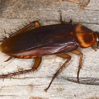 Kecoa