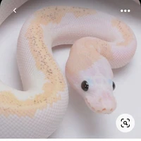 🐍ซีๆ🐍(นางเอกตอนเป็นงู)