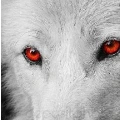 lobo de nicolas