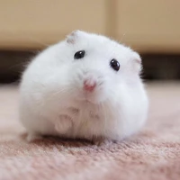 SD ( CUTE HAMSTER )