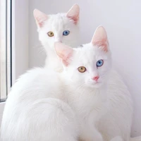 Raya & Gevan
