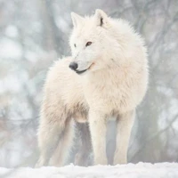 kosmo