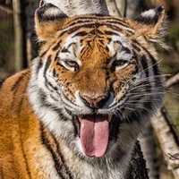 lilly