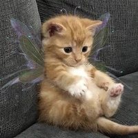 System cat