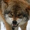 forest wolf