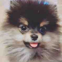 Tannie 