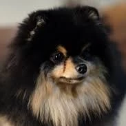 Yeontan