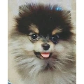 yeontan
