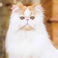 คุกกี้(แมว)