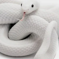 cobra