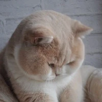 เเมว