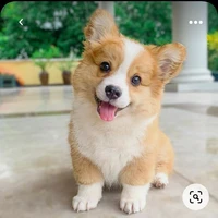 puppy