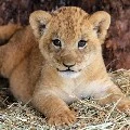 LEON🦁