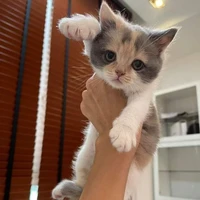 ไรท์